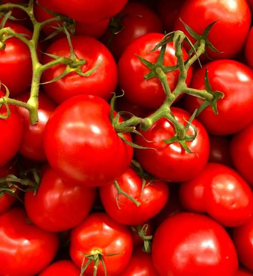 El tomate