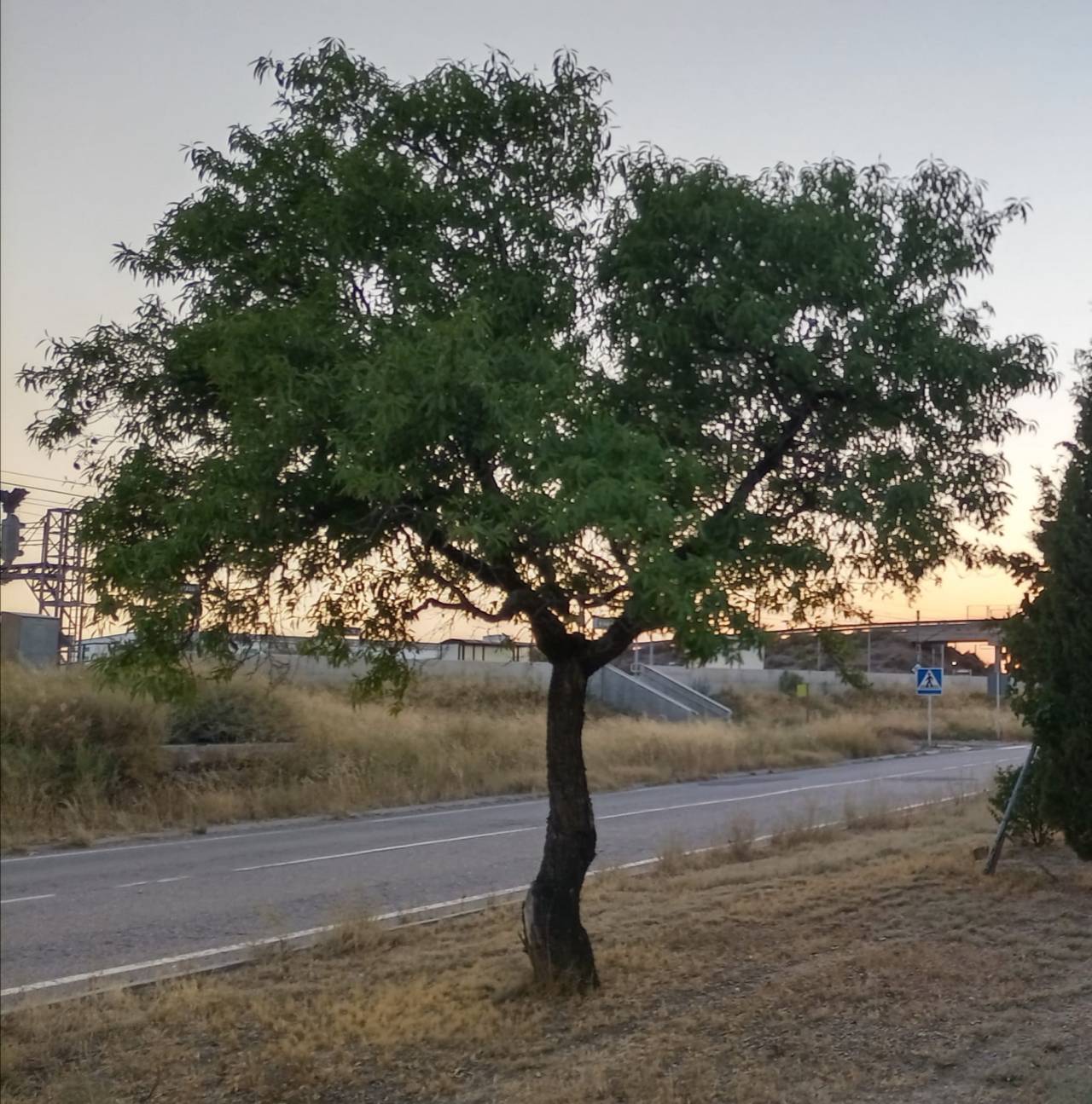 Almendro feliz