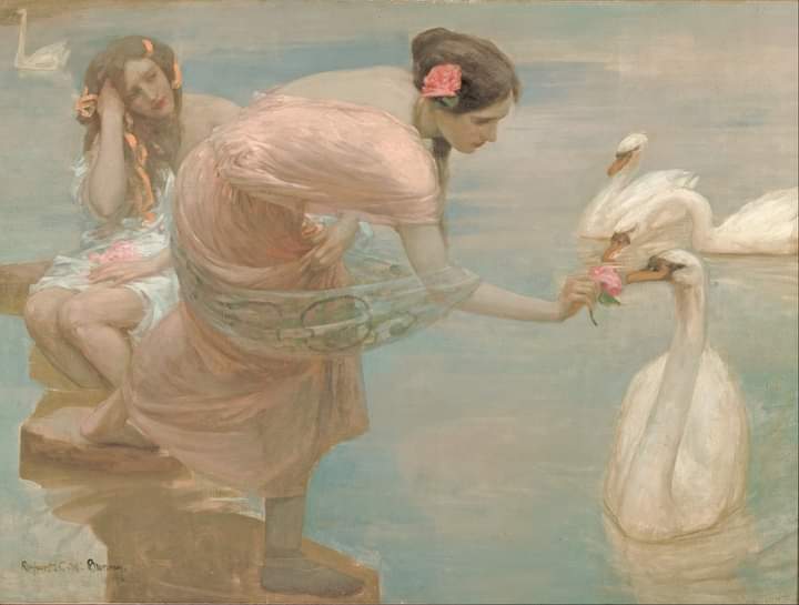Una rosa para un cisne