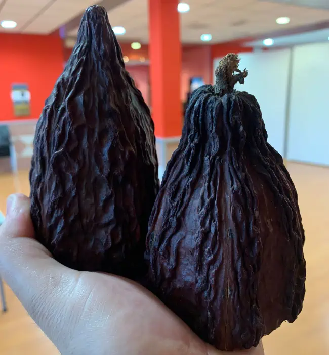 Chocolate