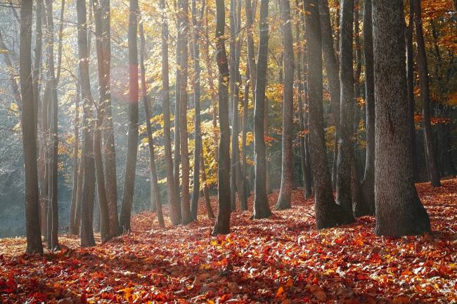 A la memoria de un árbol muerto