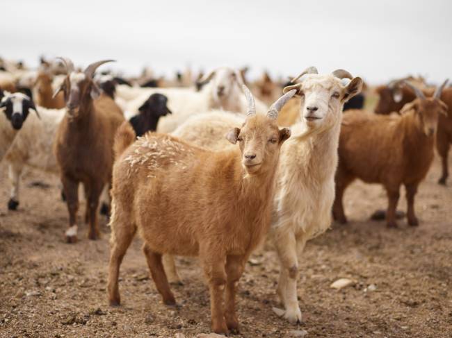 Cabras, Cabritos, Cabrones.