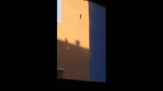 3 Pájaros