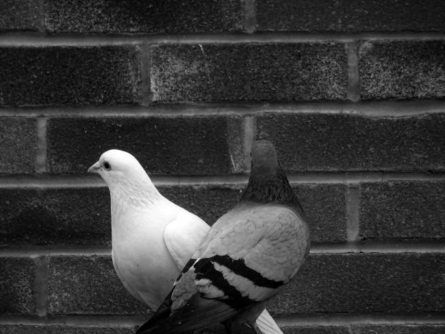 Encuentros