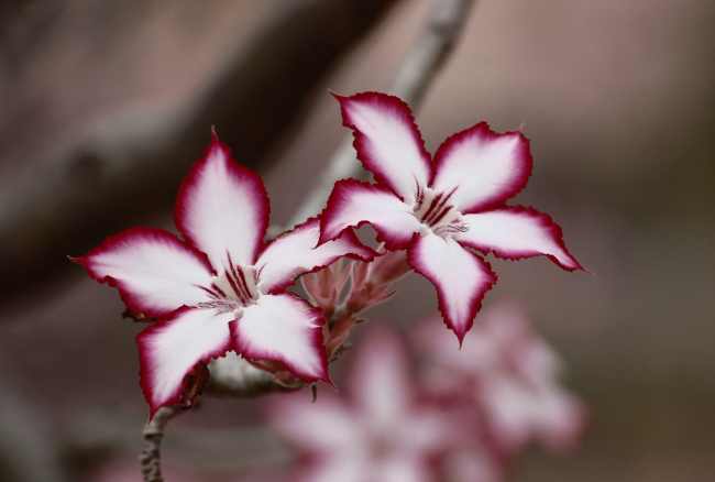 Las flores de mi jardín