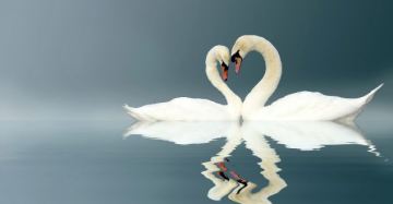 L'aimor