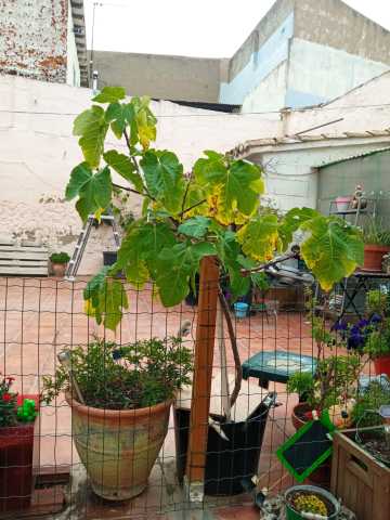 Condenaus ta cutio