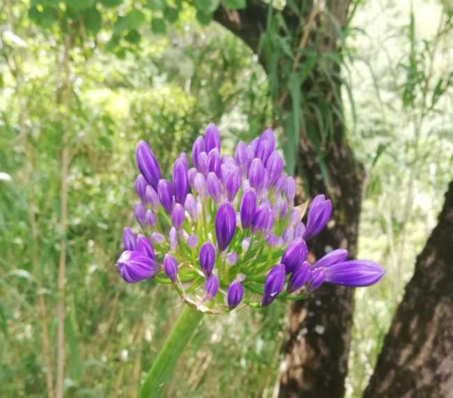 Verbenera
