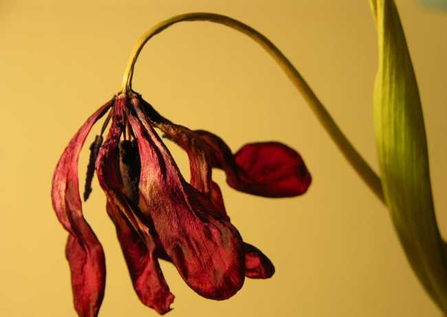 Flores muertas