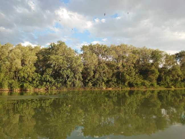 Tarareo