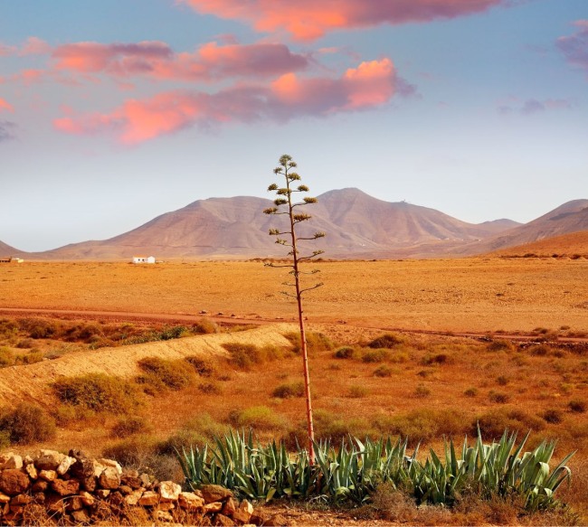 El agave, el viajero que echó raíces